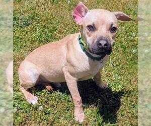 Black Mouth Cur Dogs for adoption in Akron, OH, USA