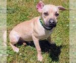 Small Black Mouth Cur
