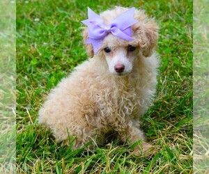 Poodle (Toy) Puppy for sale in BARNESVILLE, KS, USA