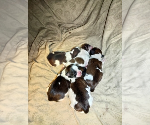 Medium Photo #4 Shih Tzu Puppy For Sale in FANNING SPGS, FL, USA