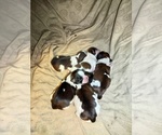 Puppy 2 Shih Tzu