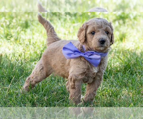 Medium Photo #3 Goldendoodle (Miniature) Puppy For Sale in ROY, UT, USA