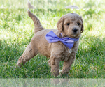 Small #2 Goldendoodle (Miniature)