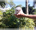 Small #15 Pomeranian