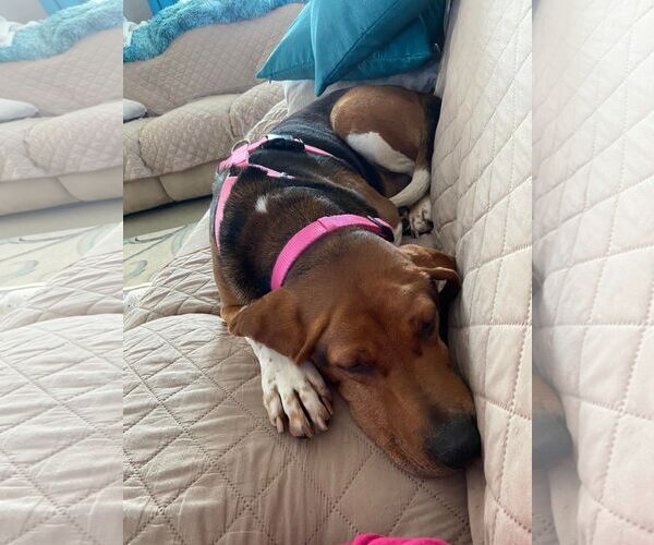 Medium Photo #3 Mutt Puppy For Sale in Shelburne, VT, USA