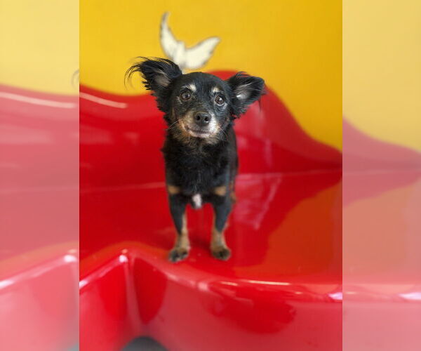 Medium Photo #4 Chion Puppy For Sale in Studio City, CA, USA