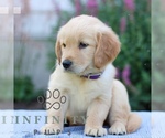 Small #1 Golden Retriever
