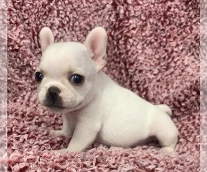 French Bulldog Puppy for sale in JOHNS ISLAND, SC, USA