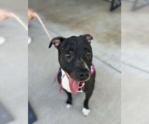 American Pit Bull Terrier-Labrador Retriever Mix Dogs for adoption in Chandler, AZ, USA