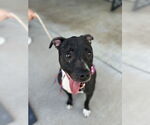 Small American Pit Bull Terrier-Labrador Retriever Mix