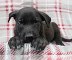 Small Mutt