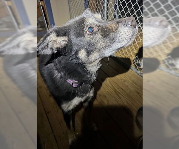 Medium Photo #2 Gerberian Shepsky Puppy For Sale in Mount Airy, NC, USA