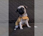 Small Photo #11 Pug Puppy For Sale in HOUSTON, TX, USA