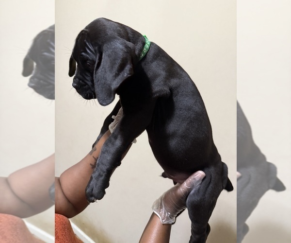 Medium Photo #3 Cane Corso Puppy For Sale in WALNUT GROVE, GA, USA