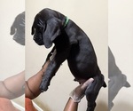 Small Photo #5 Cane Corso Puppy For Sale in WALNUT GROVE, GA, USA
