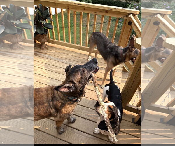 Medium Photo #7 Mutt Puppy For Sale in Stevens Point, WI, USA