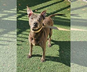 Mutt Dogs for adoption in Rockwall, TX, USA