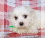 Small #5 Maltese