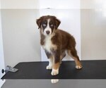 Puppy 1 Miniature Australian Shepherd