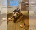 Small #2 American Pit Bull Terrier