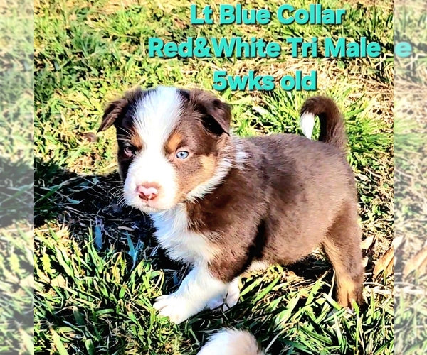 Medium Photo #7 Border Collie Puppy For Sale in BYBEE, TN, USA
