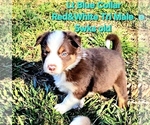 Small #6 Border Collie