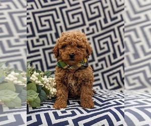 Goldendoodle (Miniature) Puppy for sale in LINCOLN UNIVERSITY, PA, USA