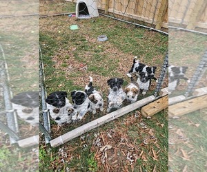 Texas Heeler Puppy for sale in CHATTANOOGA, TN, USA