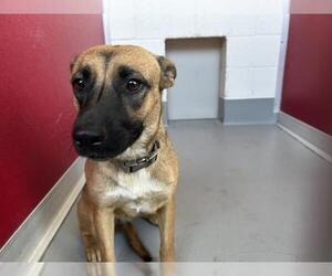 German Shepherd Dog-Unknown Mix Dogs for adoption in Visalia, CA, USA