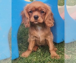 Cavalier King Charles Spaniel Puppy for sale in LOGAN, UT, USA