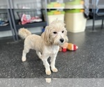 Small Photo #94 Maltipoo Puppy For Sale in WARSAW, IN, USA