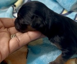 Puppy Kali YorkiePoo