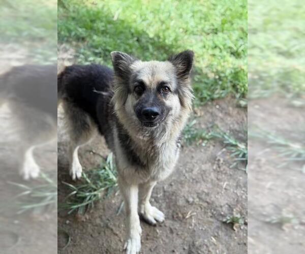 Medium Photo #2 German Shepherd Dog-Unknown Mix Puppy For Sale in Riverside, CA, USA