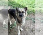 Small #1 German Shepherd Dog Mix