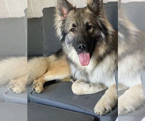 German Shepherd Dog Dogs for adoption in Evansville, IN, USA
