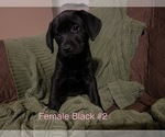 Small Photo #6 Labrador Retriever Puppy For Sale in SLIDELL, LA, USA