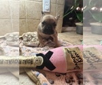 Small Photo #22 American Bullnese-French Bulldog Mix Puppy For Sale in DISCOVERY BAY, CA, USA