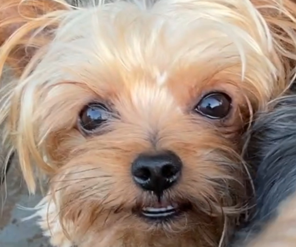 Medium Photo #5 Yorkshire Terrier Puppy For Sale in BETHLEHEM, GA, USA