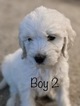 Small Photo #84 Goldendoodle Puppy For Sale in VACAVILLE, CA, USA