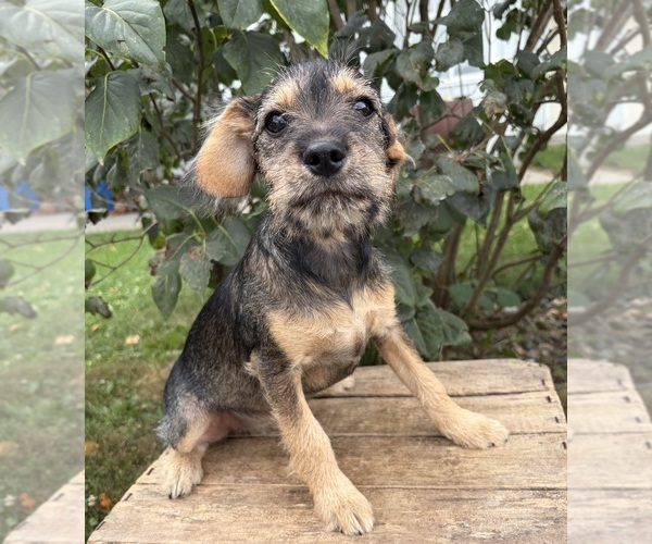 Medium Photo #2 Schnoodle (Miniature) Puppy For Sale in MIDDLEBURY, IN, USA