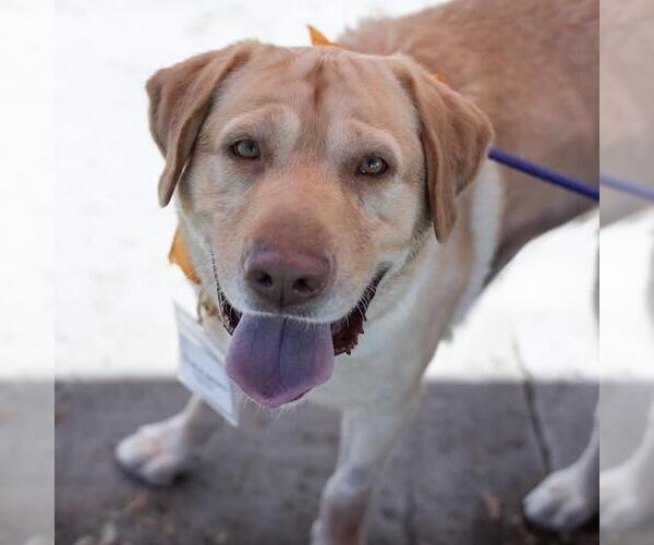 Medium Photo #1 Labrador Retriever Puppy For Sale in San Diego, CA, USA