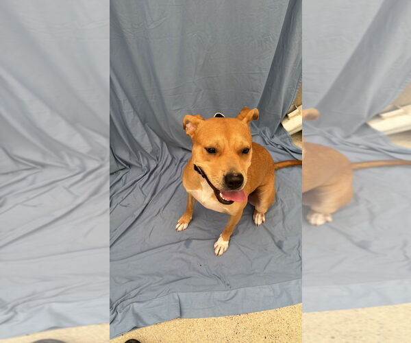 Medium Photo #6 Labrador Retriever-Unknown Mix Puppy For Sale in Lake Forest, CA, USA