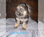Small #5 German Shepherd Dog