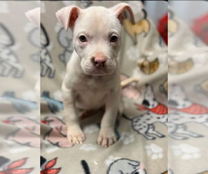 American Bulldog-Unknown Mix Dogs for adoption in Sanford, FL, USA