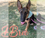 Small Photo #1 German Shepherd Dog Puppy For Sale in AUSTIN, TX, USA