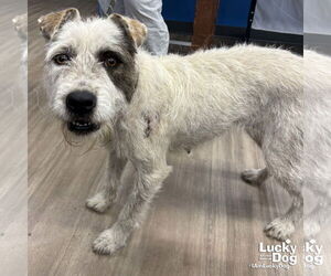 Mutt Dogs for adoption in Washington, DC, USA