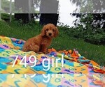 Small Photo #5 Goldendoodle (Miniature) Puppy For Sale in CLARE, IL, USA