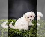 Small Photo #7 Poochon Puppy For Sale in KNOXVILLE, TN, USA
