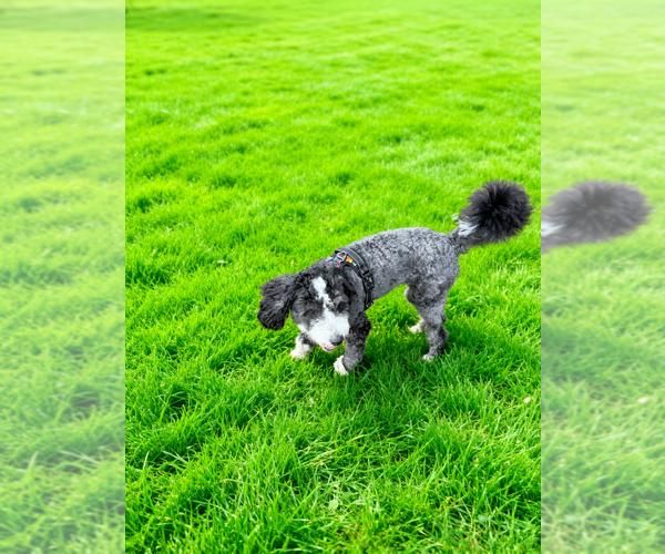 Medium Photo #1 Cocker Spaniel-Sheepadoodle Mix Puppy For Sale in SAMMAMISH, WA, USA