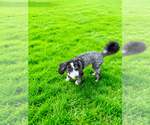 Small Photo #1 Cocker Spaniel-Sheepadoodle Mix Puppy For Sale in SAMMAMISH, WA, USA